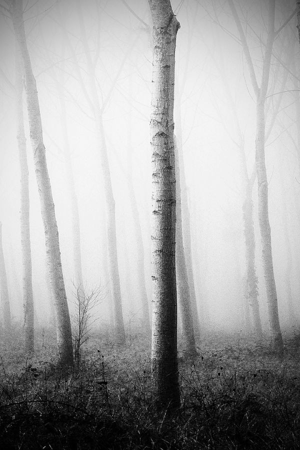 Lumière sous brouillard, Claude Decoray