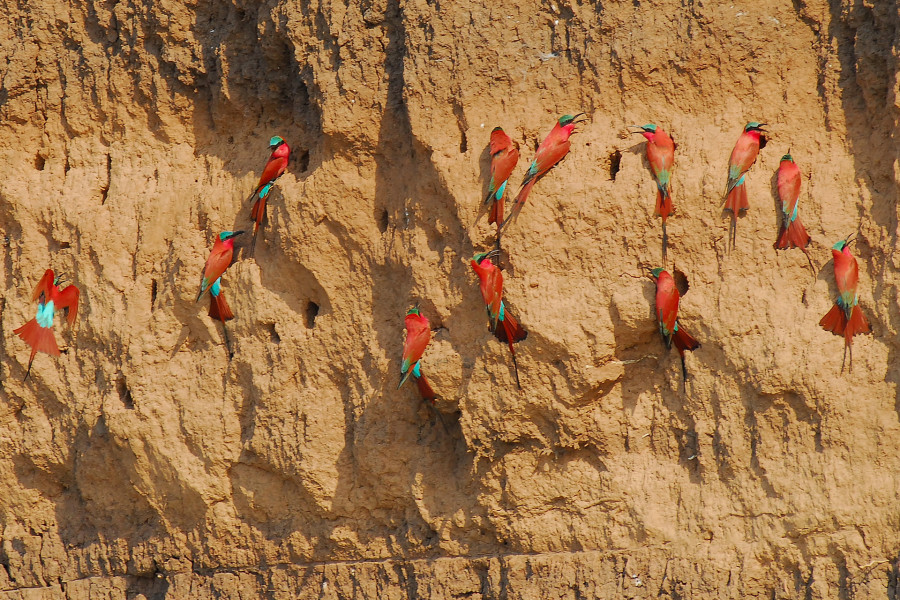 La falaise aux guêpiers carmin