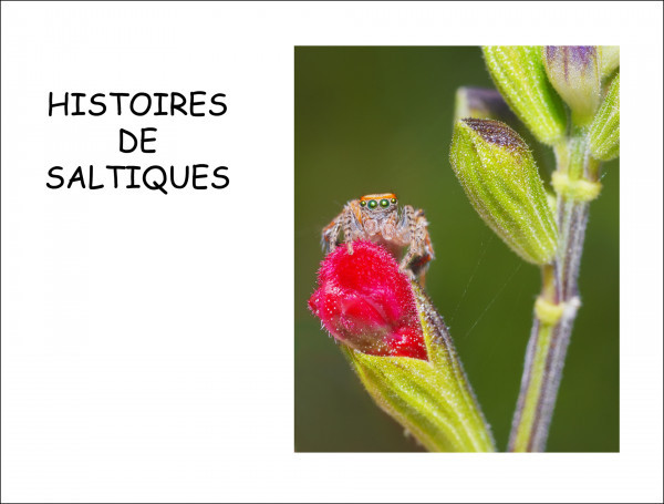 Histoires de Saltiques, premier prix livre auteur de Didier Von Tillmann