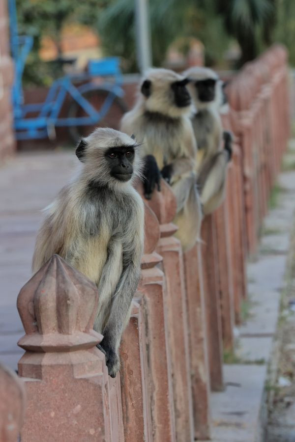 Singes urbains, Jean Claude Perrinaud