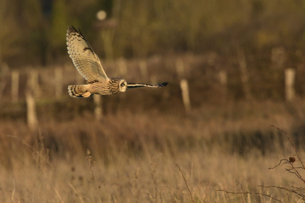 Hibou des marais, Didier Wolf