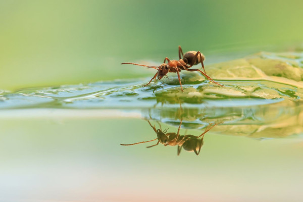 Fourmi et son reflet, Bruno Suignard