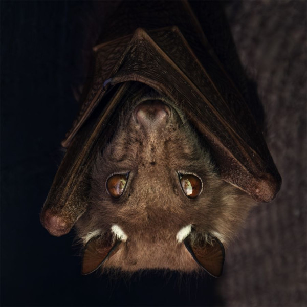 Chauve-souris, Brigitte Ruffin